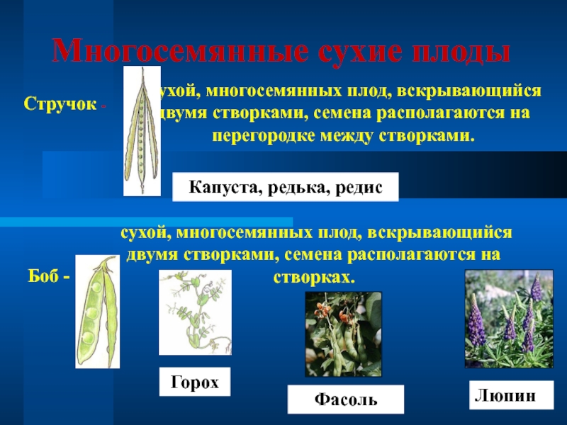 Презентация по биологии 6 класс плоды