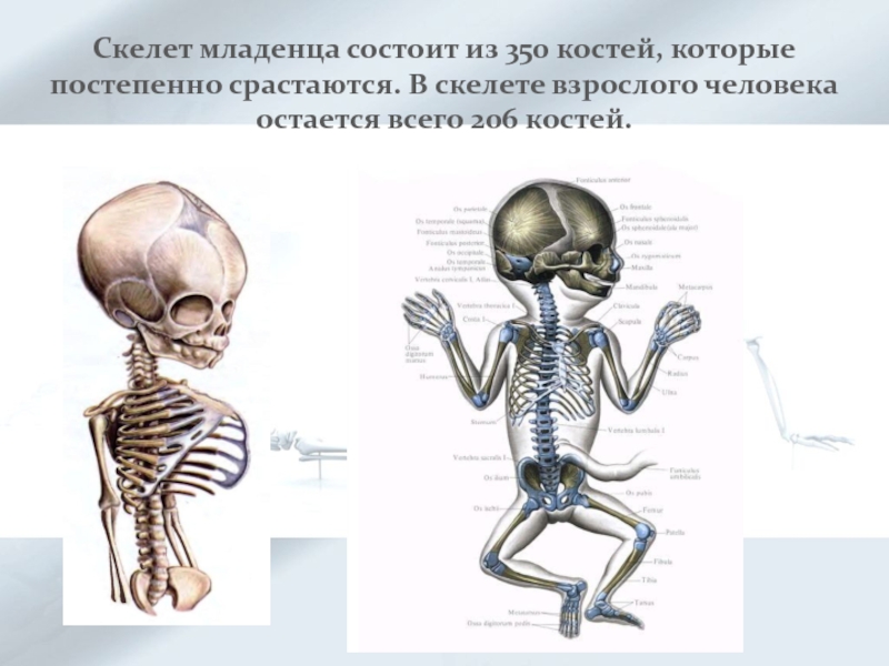 Суставы скелета человека. Скелет взрослого человека. Скелет грудного ребенка. Скелет взрослого человека и новорожденного.