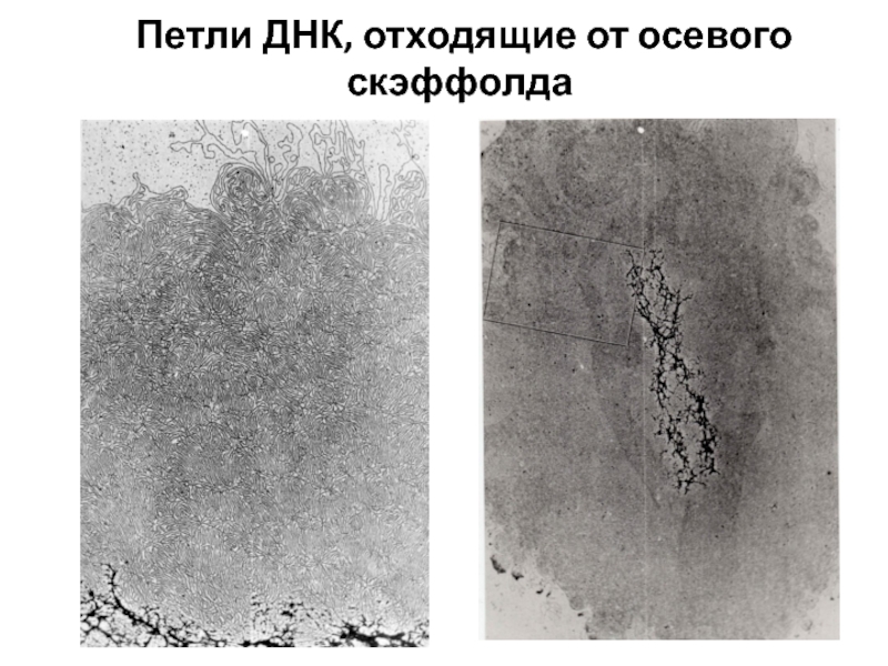 Петля днк. Петли ДНК отходящие от осевого скэффолда. Петли ДНК. Хромосомный СКЭФФОЛД. Петлевой ДНК.