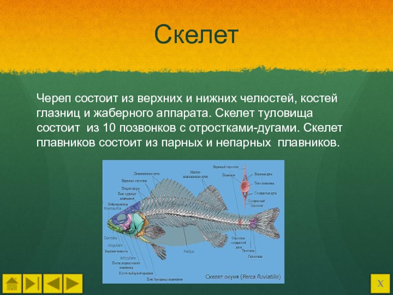 Скелет не парный плавнков состоитрыбы состоит. Скелет тела рыб. Парные и непарные плавники у рыб. Скелет туловища рыбы.