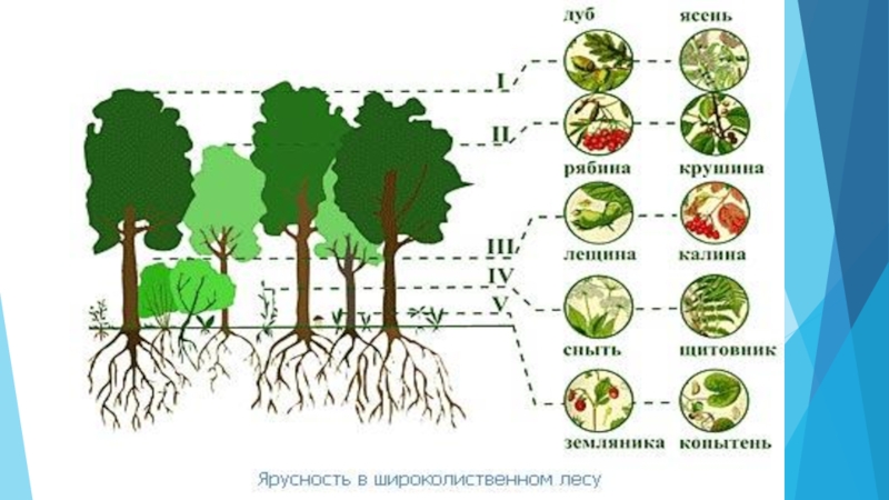 Основные ярусы составляющие вертикальную структуру. Ярусы лесного биоценоза. Ярусность Дубравы. Ярусность биогеоценоза. Пространственная структура биоценоза ярусность.