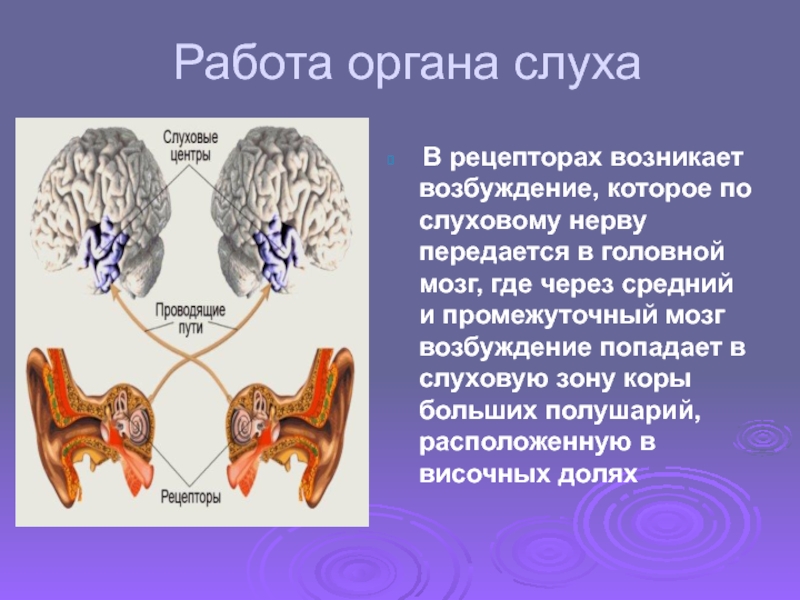 Механизм работы слухового анализатора. Работа органа слуха. Строение слухового анализатора. Процесс работы органа слуха. Принцип работы органов слуха.