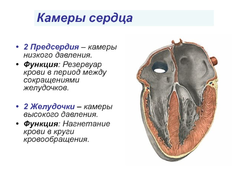 Картинка левый желудочек