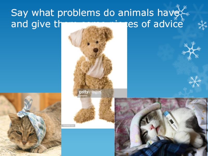Say what problems do animals have and give them some pieces of advice