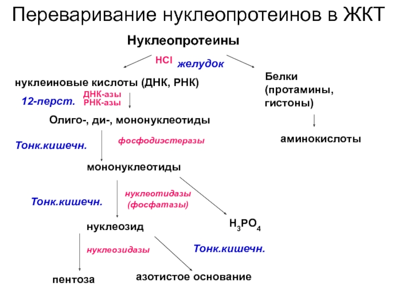 Схема переваривания нуклеопротеинов