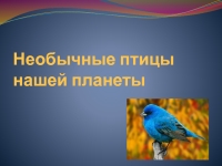 Необычные птицы нашей планеты презентация, доклад
