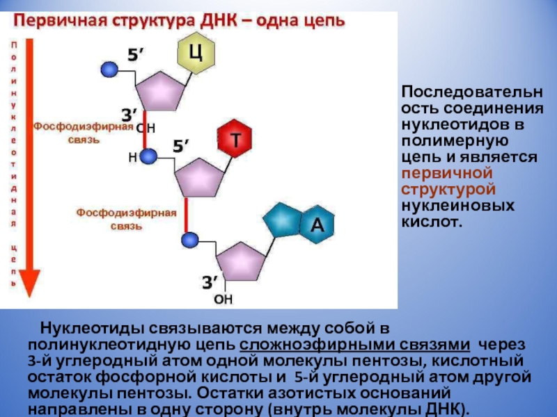 Молекула нуклеотида. Нуклеотиды связываются между собой в полинуклеотидную цепь. Структура полинуклеотидной цепи ДНК. Нуклеотид ДНК состоит из. Остаток фосфорной кислоты ДНК.