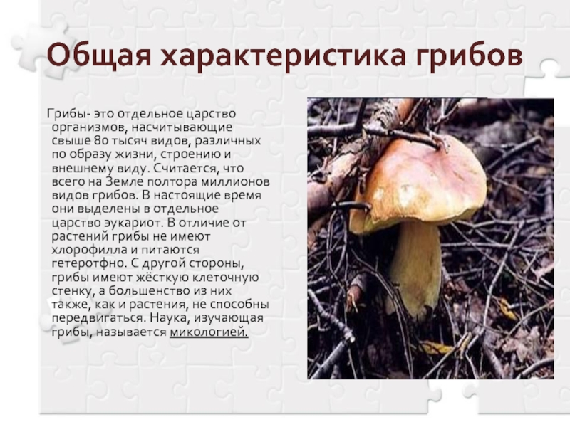 Общая характеристика грибов    Грибы- это отдельное царство организмов, насчитывающие свыше 80 тысяч видов, различных