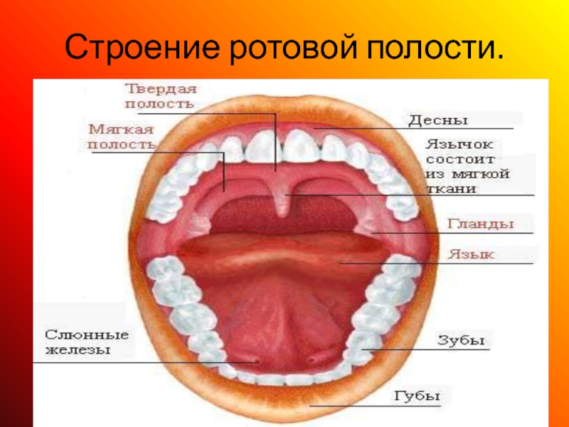 Описание полости рта