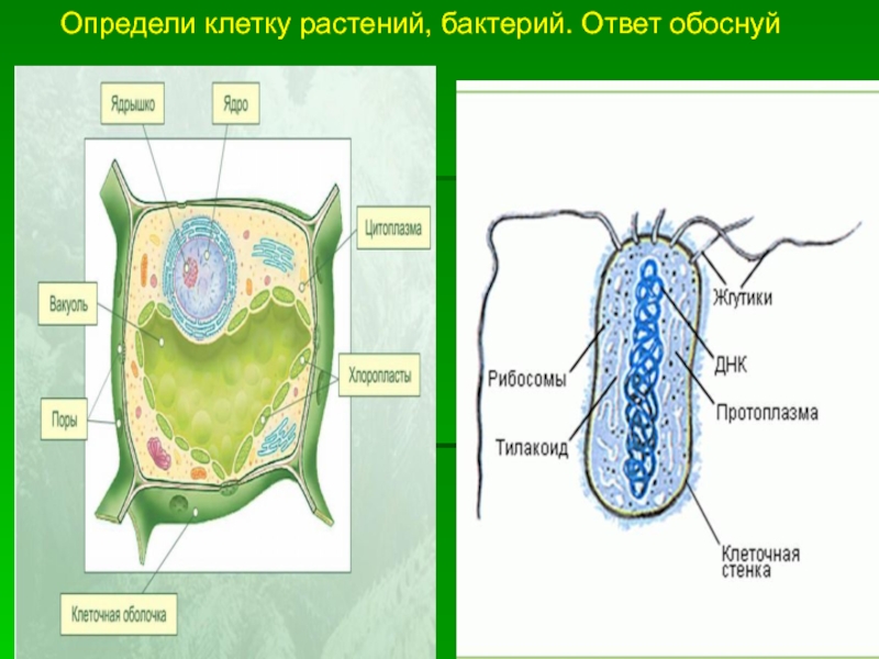 Чем отличается бактериальная клетка от. Отличие бактерии от растительной клетки. Бактериальная и растительная клетка. Бактерия растения строение. Клетка растения.