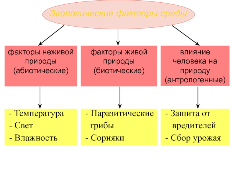 Схема экологические факторы среды