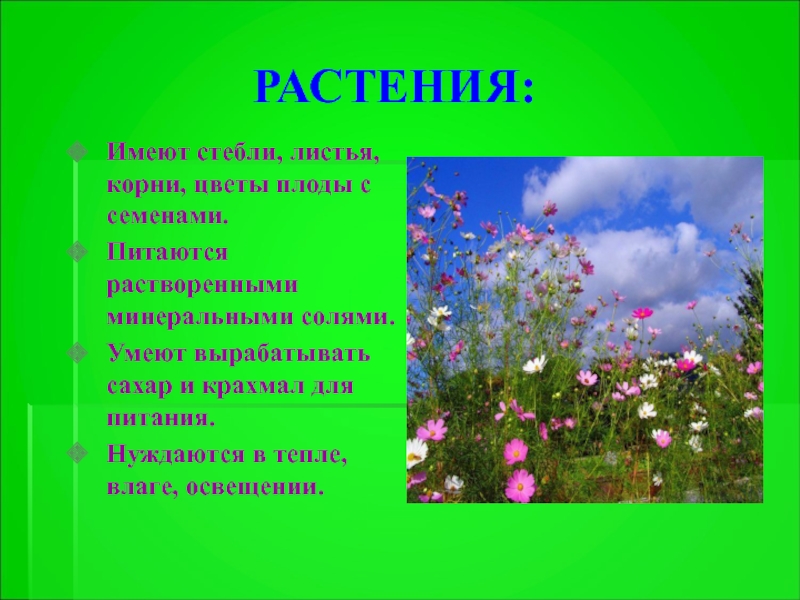 Растение имеющее цветок. Растения для презентации. Растения часть живой природы. Растения которые имеют стебли и листья это. Что имеют растения.