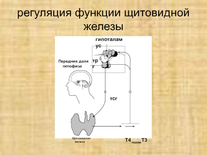 Регуляторная функция. Схема регуляции щитовидной железы. Регуляция функции щитовидной. Регуляция функций желез щитовидной железы. Регуляция эндокринной функции щитовидной железы..