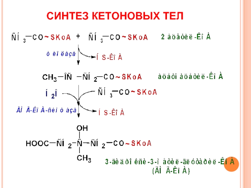 Теле синтез. Общая схема синтеза кетоновых тел. Химические реакции синтеза кетоновых тел. Реакции образования кетоновых тел. Биосинтез кетоновых тел локализация.