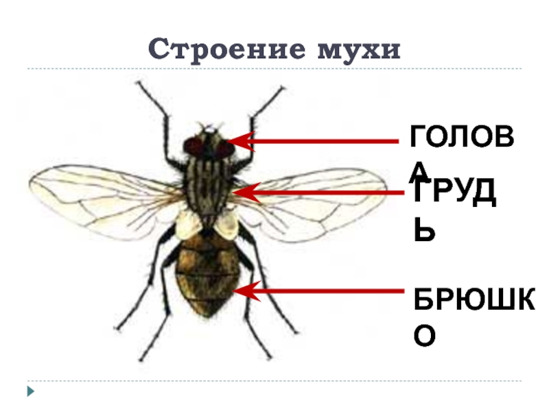 Морфология осенней жигалки рисунок