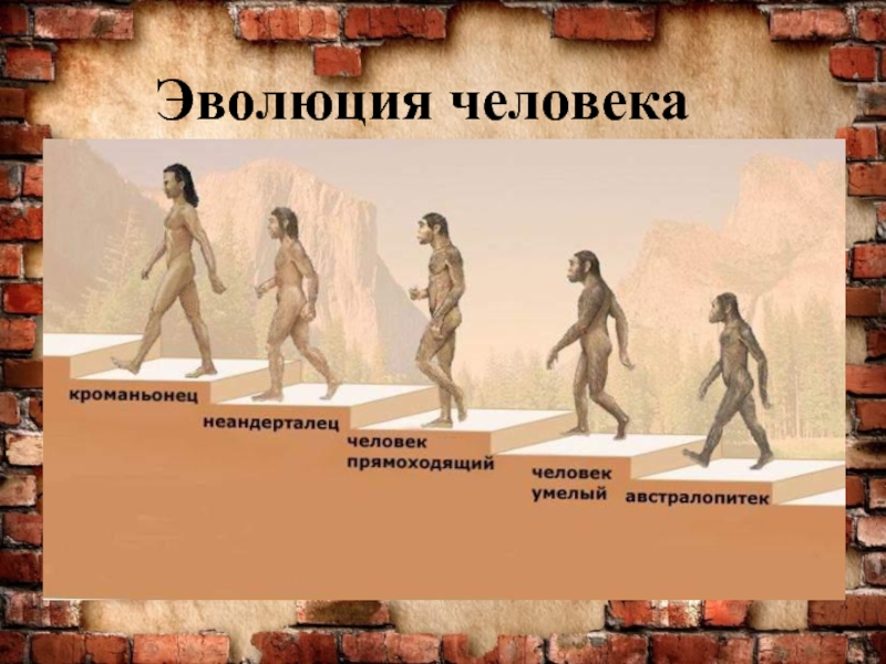 Древние люди в хронологической последовательности. Эволюция человека. Ступени развития человека. Этапы становления человека. Этапы эволюции человека.