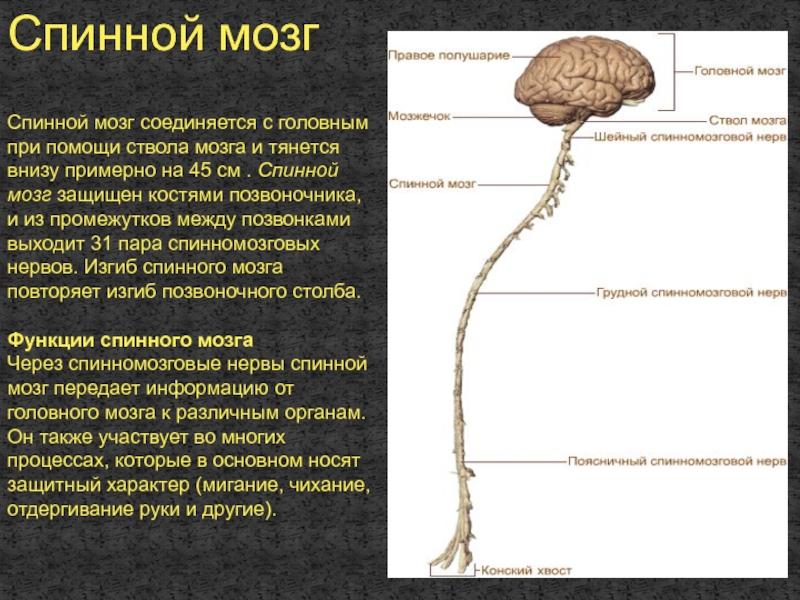 Головной мозг связан со. Соединение спинноготи головного мозга. Головной и спинной мозг. Спинйо мозг и головной мозг. Головной и спинной МОЗ.