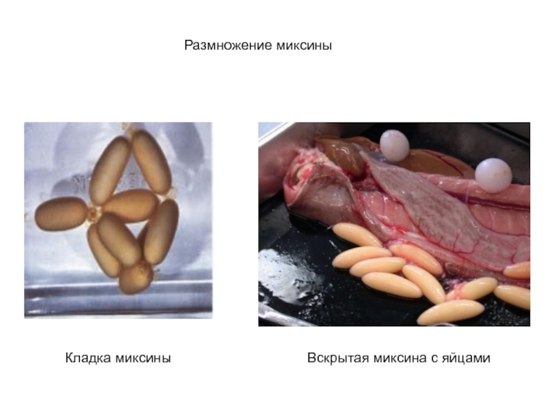 ЗООЛОГИЯ ПОЗВОНОЧНЫХ Размножение миксиныКладка миксиныВскрытая миксина с яйцами Размножение миксиныКладка миксиныВскрытая миксина с яйцами
