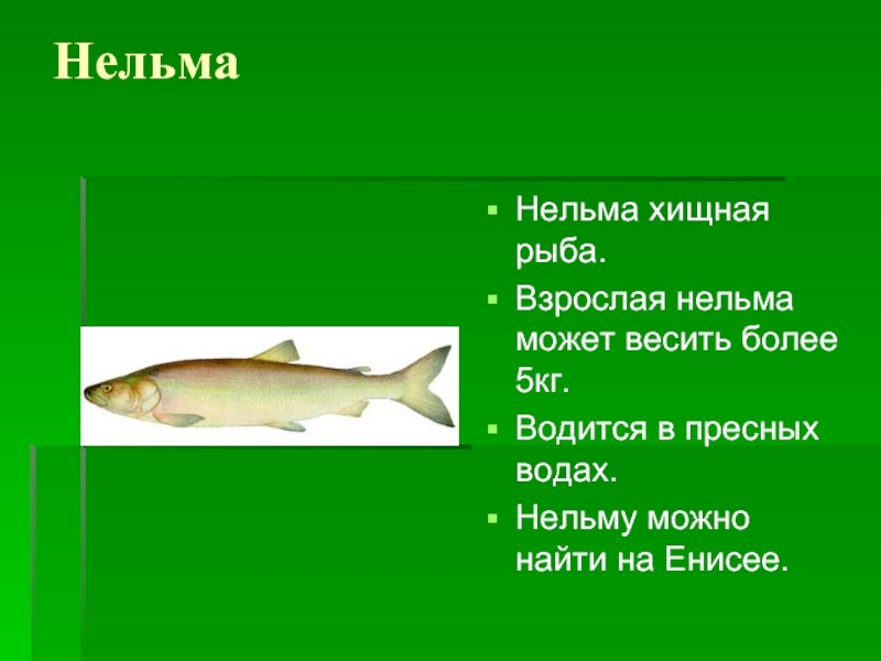 Нельма рыба фото описание чем полезна