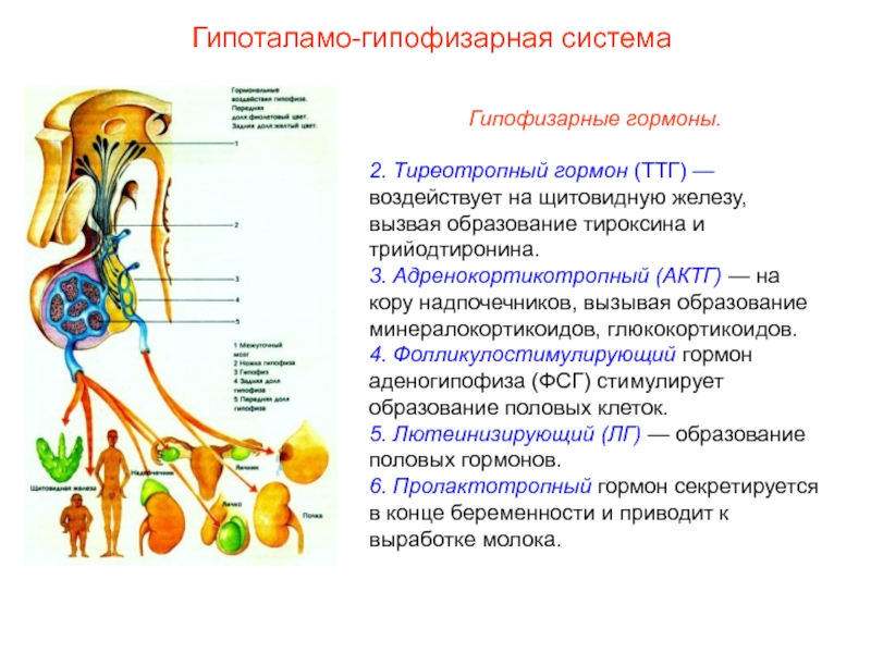 Схема взаимовлияния органов гипоталамо гипофизарной системы