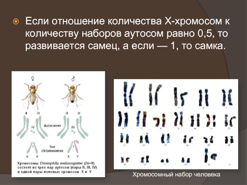 Сколько хромосом 46. Количество хромосом у человека. Сколько аутосом. Хромосомный набор человека состоит. Сколько х хромосом у человека.