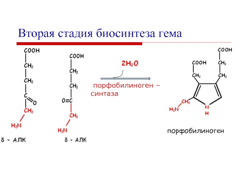 Схема синтеза гема из порфобилиногена