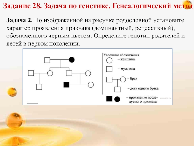 Генетические задачи с рисунками