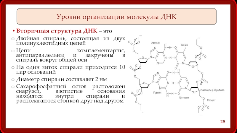 Цепи молекулы антипараллельны. Вторичная структура ДНК комплементарные пары. Вторичная структура ДНК цепь. Связи стабилизирующие вторичную структуру ДНК. Епи в ДНК комплементарны и антипараллельны.