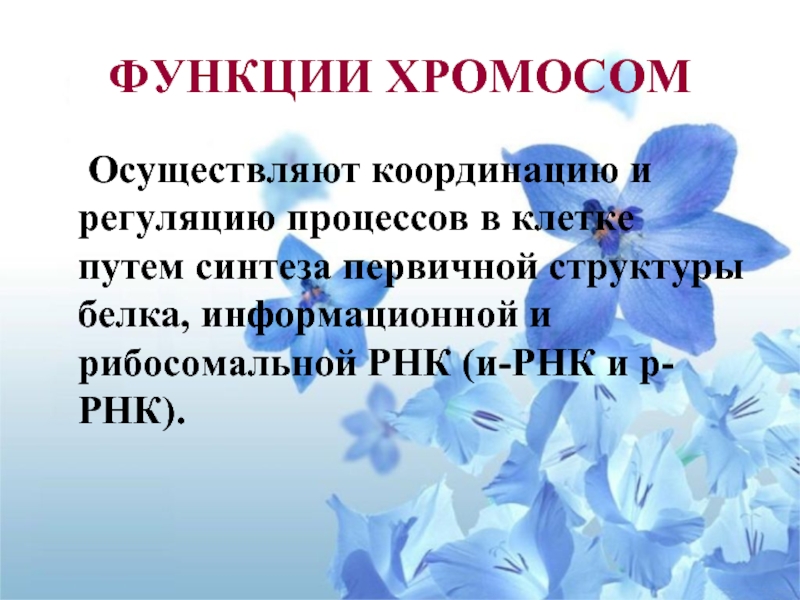 Функции хромосом. Функции хромосом кратко. Функции хромосом в клетке. Какова функция хромосом.