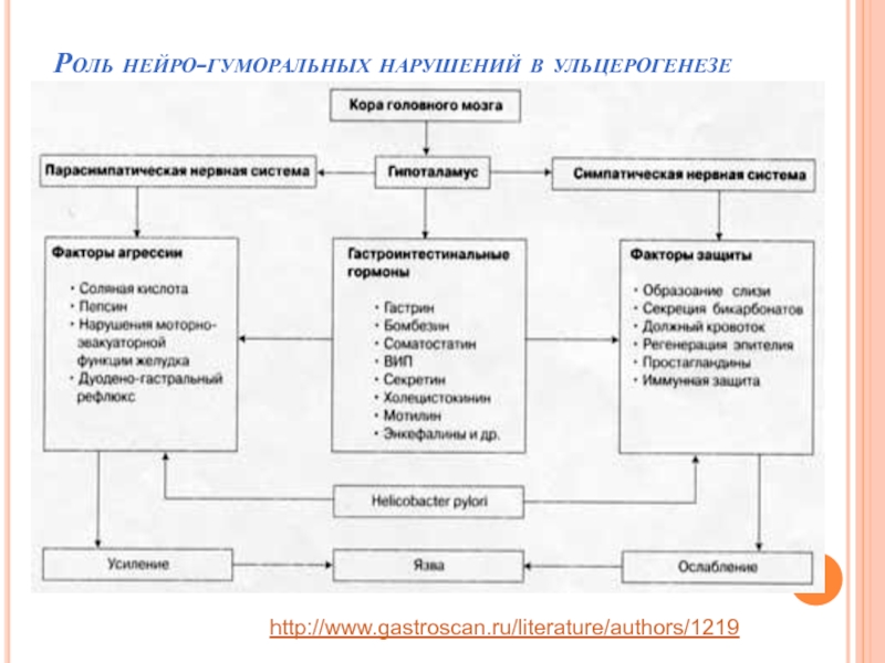 Ульцерогенез. Факторы ульцерогенеза. Теории ульцерогенеза. Ульцерогенез язвенной болезни. Теории ульцерогенеза патофизиология.