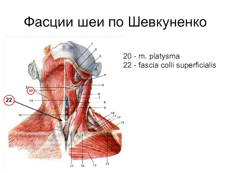 Нарисовать в тетради схему фасций шеи по в н шевкуненко