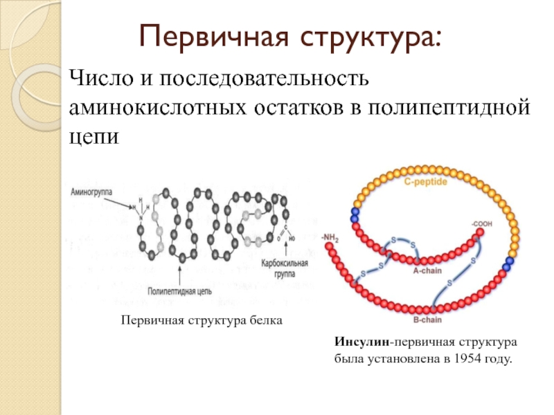 Какая первичная структура белка. Первичная структура полипептидной цепи. Структура белка последовательность аминокислотных остатков. Сборка полипептидной цепи 1 структура белка. Вторичная структура белка инсулина.