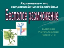 Бесполое размножение