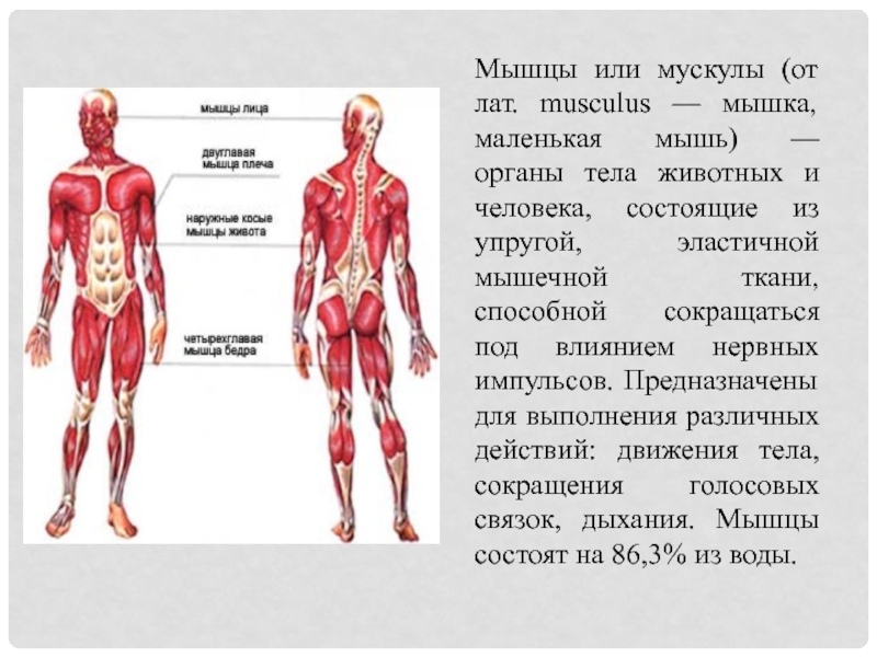 Какое количество мышц у человека. Мышцы человека. Название мышц. Все мышцы человека. Название всех мышц человека.