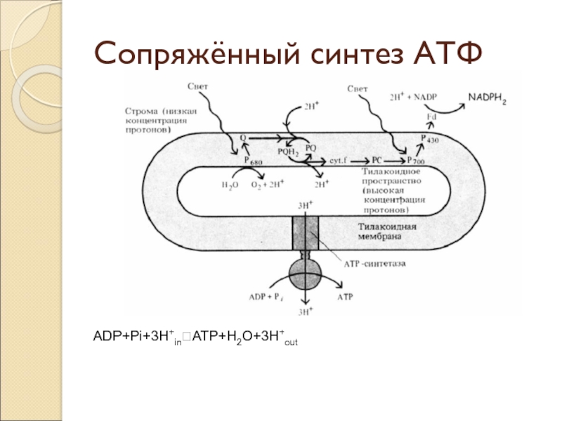 Синтез атф протекает. В митохондриях Синтез АТФ осуществляется в. Сопряженный Синтез АТФ это. Синтез АТФ схема.
