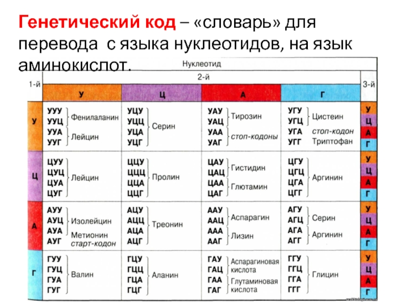 Кодону угц на и рнк. Генетический код. Генетический код таблица. Генетический код аминокислот. Генетический код расшифровали.