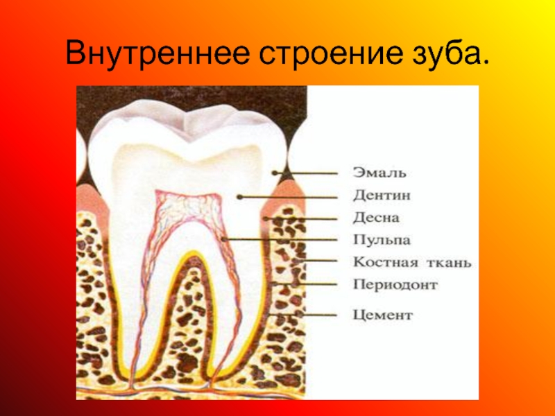Тип строения зуба. Строение зуба. Структура зуба. Строение зуба анатомия.
