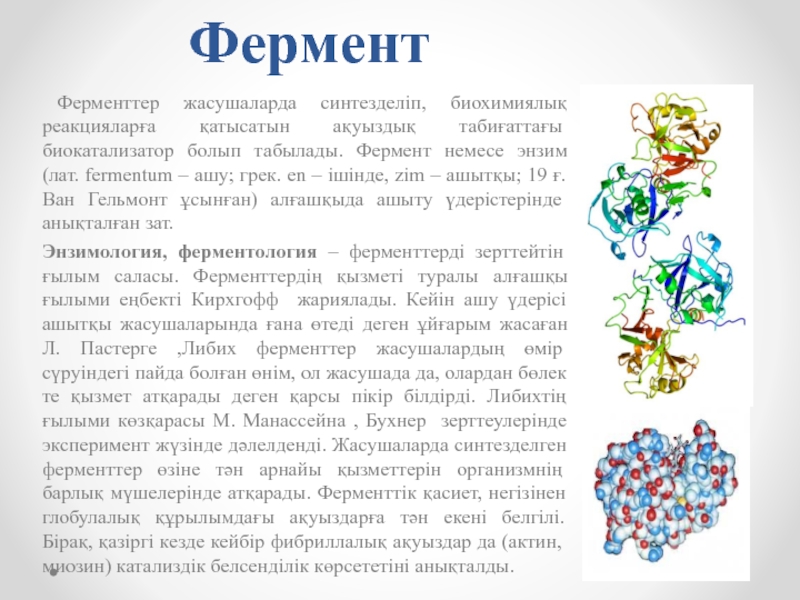 Ферменты проект по химии