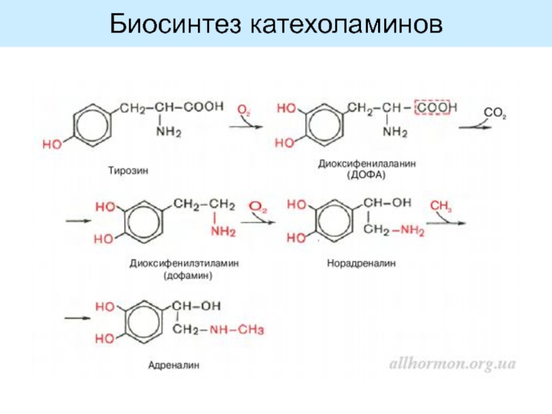 Схема синтеза катехоламинов