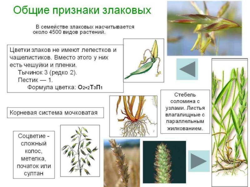 Схема семейства злаки