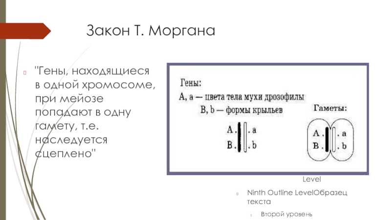 Закон томаса моргана