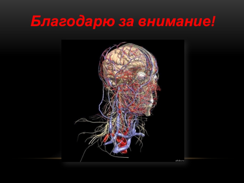 Сосуды головы анатомия. Сосуды головы и шеи анатомия.