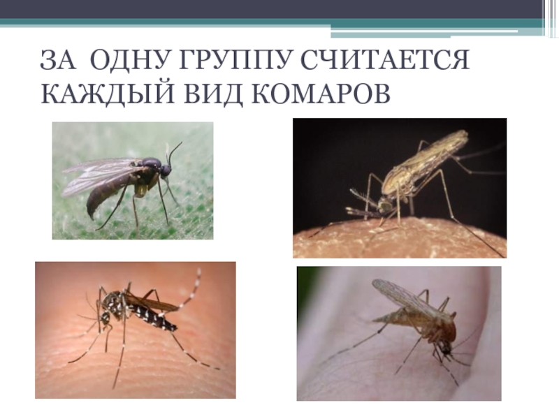 Каждый вид. Типы комаров. Прикольные виды комаров. Типы комаров юмор. Шутка про виды комаров.