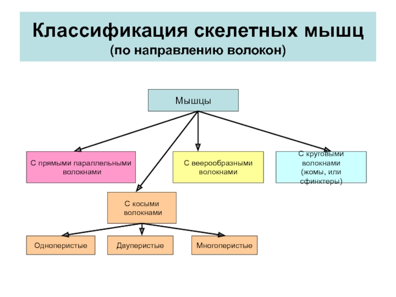 Направление мышц. Классификация мышц по направлению волокон. Скелетная мускулатура человека классификация. Классификация скелетных мышц физиология. Классификация скелетных мышечных волокон и мышц..