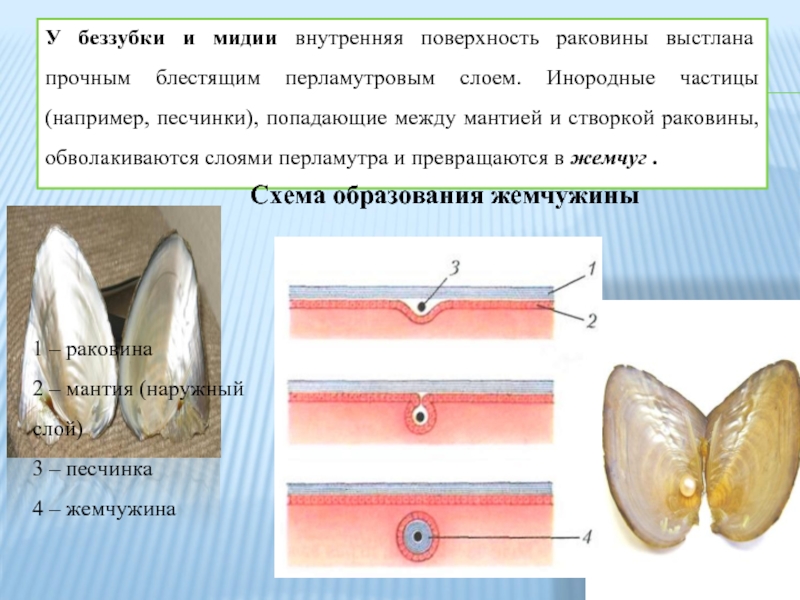 Внутренняя поверхность