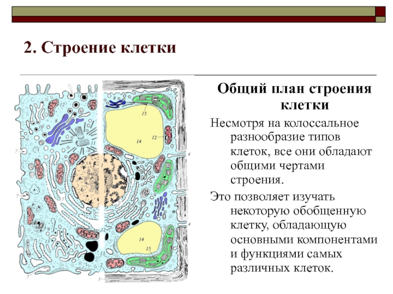 Проект строение клетки 5 класс