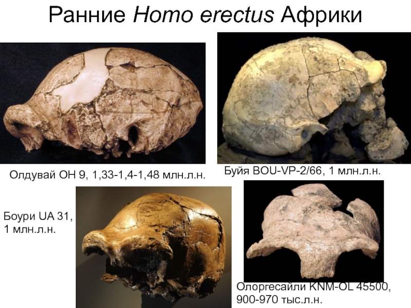 Ранние homo. Архантропы внешний вид. Расселение архантропов. Олдувай предметы.