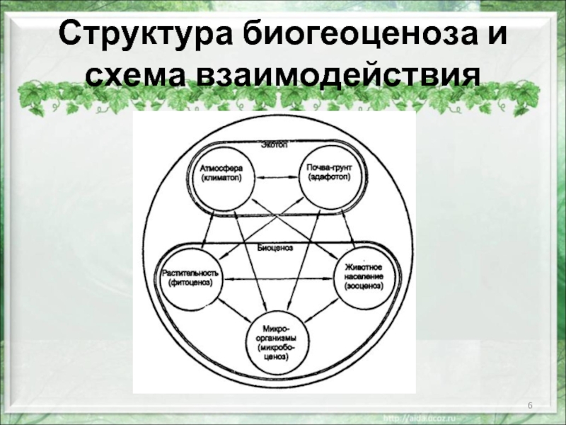 Растение группа биогеоценоза. Структура экосистемы биотоп. Биогеоценоз биотоп биоценоз. Рисунок структура биогеоценоза. Схема биогеоценоза и экосистемы.