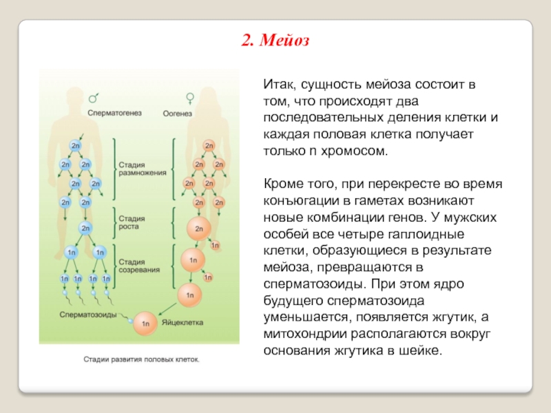 Все хромосомы кроме половых. Гаметогенез мейоз 2. Мейоз, гаметогенез 10 класс презентация. Гаметогенез редукционное деление. Гаметогенез Теремов.