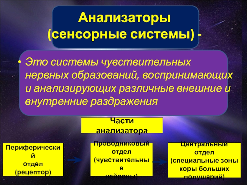 Сенсорные анализаторы. Части анализатора. Периферическая часть тактильного анализатора. Анализаторы это системы чувствительных нервных образований.